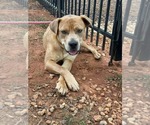 Small #3 Labrador Retriever-Staffordshire Bull Terrier Mix