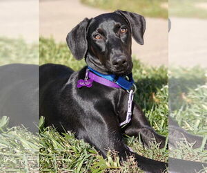 Labrador Retriever-Unknown Mix Dogs for adoption in Fort Worth, TX, USA