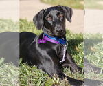 Small Photo #1 Labrador Retriever-Unknown Mix Puppy For Sale in Fort Worth, TX, USA