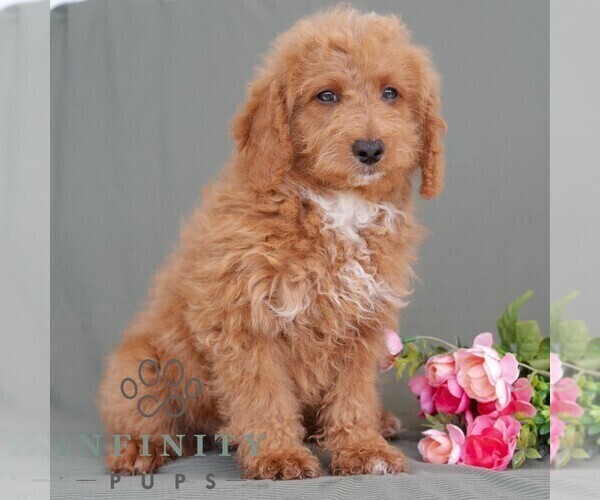 Medium Photo #4 Poodle (Miniature) Puppy For Sale in DORNSIFE, PA, USA