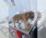 Small Mutt
