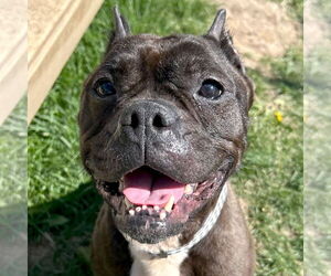 Mutt Dogs for adoption in Jefferson, WI, USA