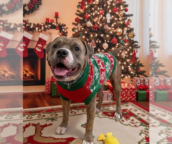 Medium Photo #1 Boxer-Unknown Mix Puppy For Sale in Evansville, IN, USA