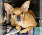 Small #1 Chihuahua Mix
