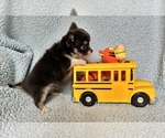 Small #2 Chihuahua