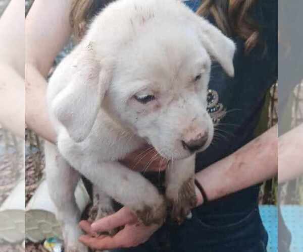 Medium Photo #2 Great Pyrenees-Unknown Mix Puppy For Sale in Horn Lake, MS, USA