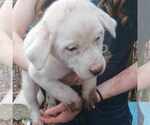 Small #1 Great Pyrenees Mix