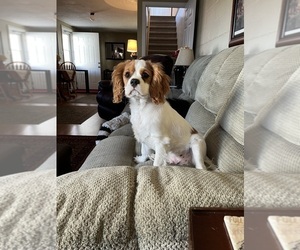 Cavalier King Charles Spaniel Puppy for sale in SAINTE GENEVIEVE, MO, USA