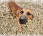 Small #2 Catahoula Leopard Dog