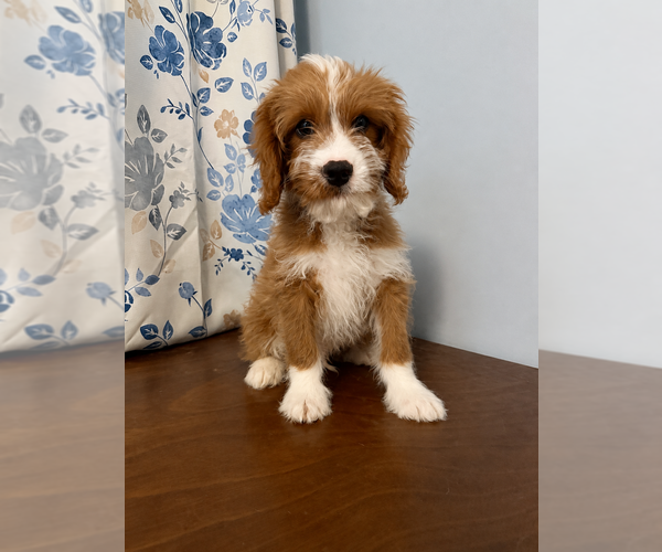 Medium Photo #22 Cavapoo (Miniature) Puppy For Sale in DURHAM, CT, USA