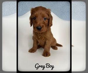 Goldendoodle (Miniature) Puppy for sale in ORANGE PARK, FL, USA