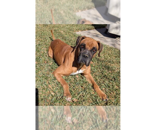 Medium Photo #1 Boxer Puppy For Sale in Austin, TX, USA
