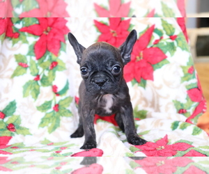 Faux Frenchbo Bulldog Puppy for sale in SHILOH, OH, USA