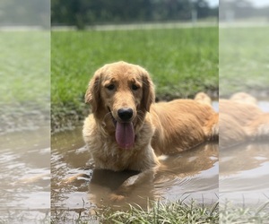 Mother of the Golden Retriever puppies born on 04/11/2024