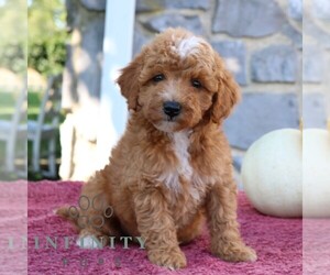 Goldendoodle (Miniature) Puppy for sale in EPHRATA, PA, USA