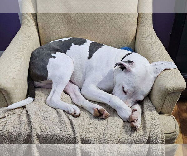 Medium Photo #29 American Pit Bull Terrier-Unknown Mix Puppy For Sale in Germantown, OH, USA