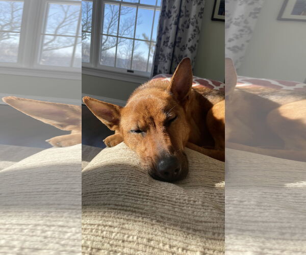 Medium Photo #3 German Shepherd Dog Puppy For Sale in Millburn, NJ, USA