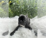 Small Photo #65 French Bulldog Puppy For Sale in NEWARK, NJ, USA