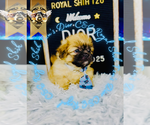 Small #5 Shih Tzu