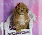 Puppy Mary Poodle (Miniature)