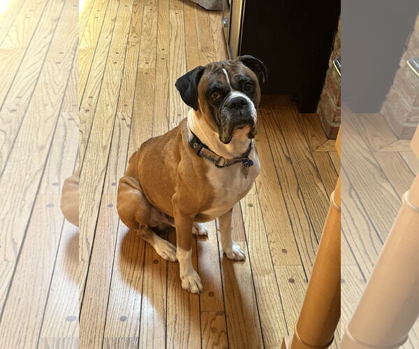 Medium Photo #2 Boxer Puppy For Sale in Woodbury, MN, USA