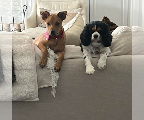 Medium Photo #5 Mutt Puppy For Sale in Woodbury, NY, USA