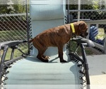 Small #4 Boxer