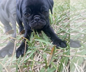 Pug Puppy for sale in INDIALANTIC, FL, USA