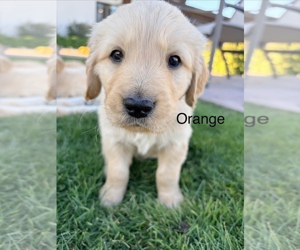 Medium Photo #24 Golden Retriever Puppy For Sale in PHOENIX, AZ, USA