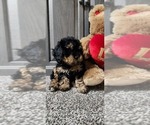 Puppy Angie Cavapoo