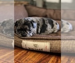 Small Photo #700 French Bulldog Puppy For Sale in CERES, CA, USA