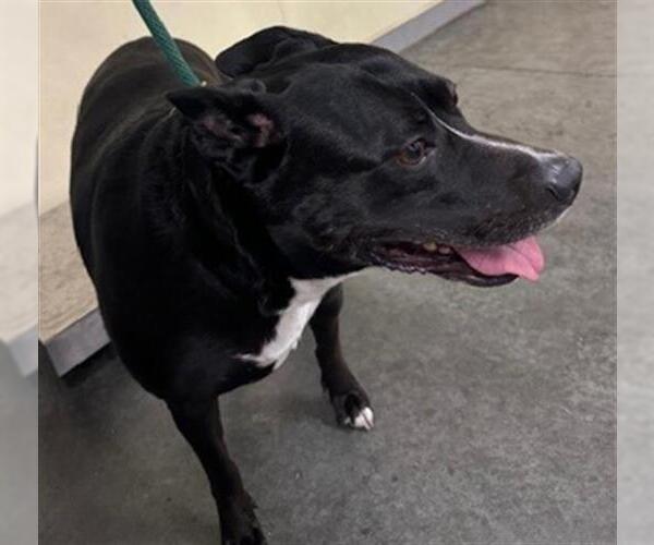 Medium Photo #1 Mutt Puppy For Sale in Orange, CA, USA