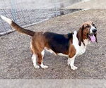 Small #7 Basset Hound