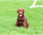 Small #14 Labrador Retriever