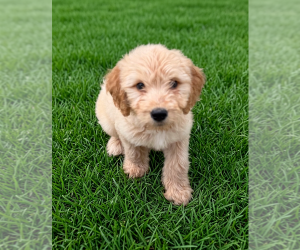 Medium Photo #9 Goldendoodle Puppy For Sale in DENTON, TX, USA