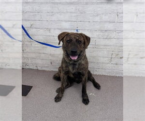 Mutt Dogs for adoption in San Bernardino, CA, USA