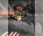 Small #1 Yorkshire Terrier