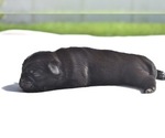 Small #2 Pug