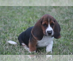 Small Photo #54 Basset Hound Puppy For Sale in MEMPHIS, MO, USA