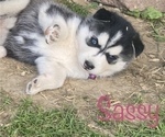 Small Photo #6 Siberian Husky Puppy For Sale in WORTHINGTON, KY, USA