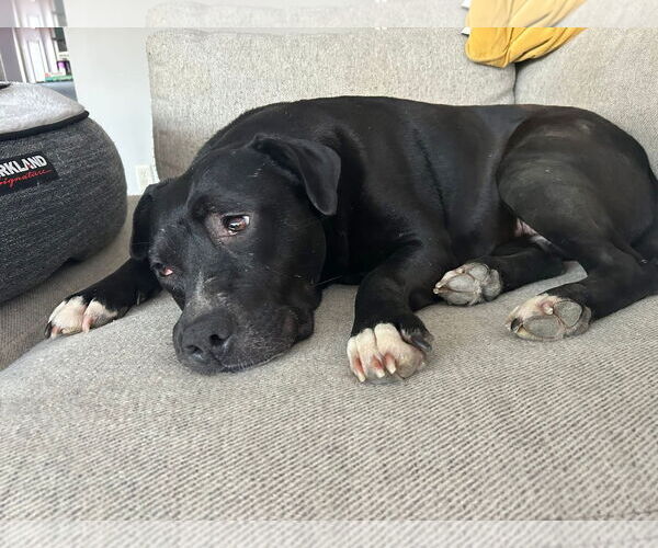 Medium Photo #11 American Pit Bull Terrier-Unknown Mix Puppy For Sale in Germantown, OH, USA