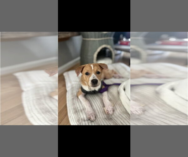 Medium Photo #5 Beagle-Unknown Mix Puppy For Sale in Westminster, MD, USA
