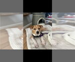 Small #4 Beagle Mix
