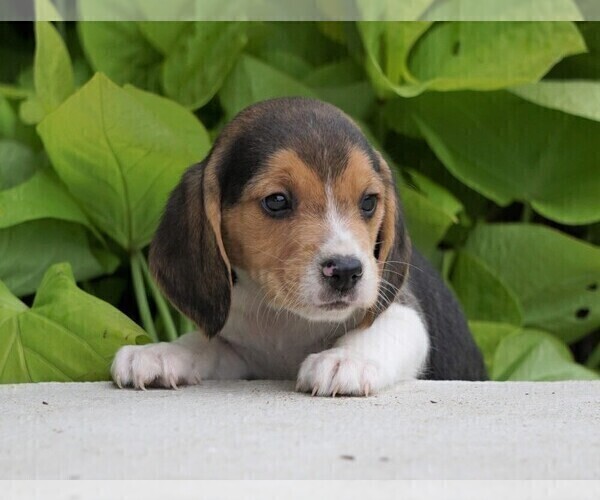 Medium Photo #1 Beagle Puppy For Sale in FREDERICKSBG, OH, USA