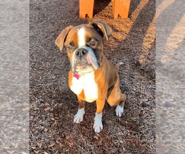 Medium Photo #5 Boxer Puppy For Sale in Stanwood, WA, USA