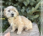 Ace - Male Shorkie Tzu Puppy for Sale - Photo #2