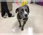 Small American Pit Bull Terrier