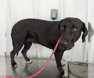 Labrador Retriever-Unknown Mix Dogs for adoption in Bakersfield, CA, USA