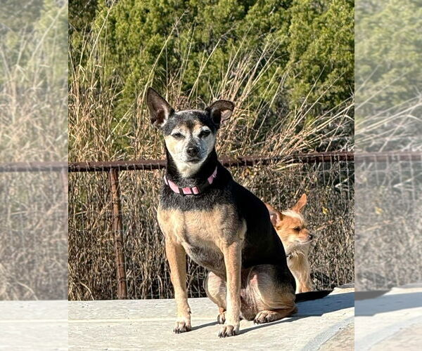 Medium Photo #3 Chihuahua-Unknown Mix Puppy For Sale in Boonton, NJ, USA