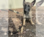Puppy GREEN German Malinois